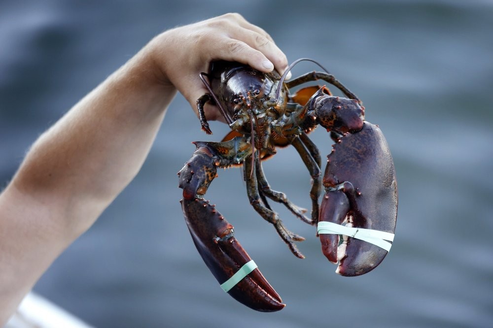 us-exports-to-lobster-loving-china-go-off-cliff-amid-tariffs